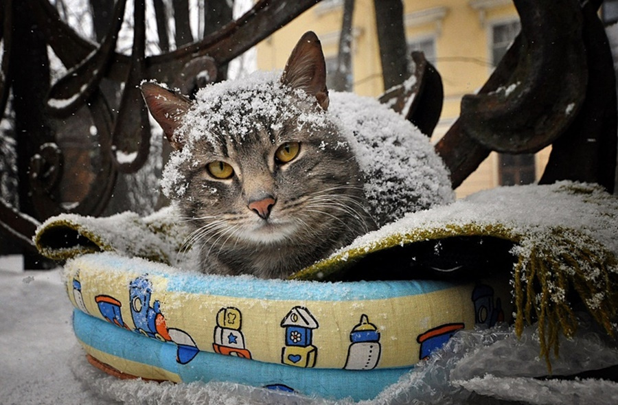 Культурные коты живут в культурных столицах___