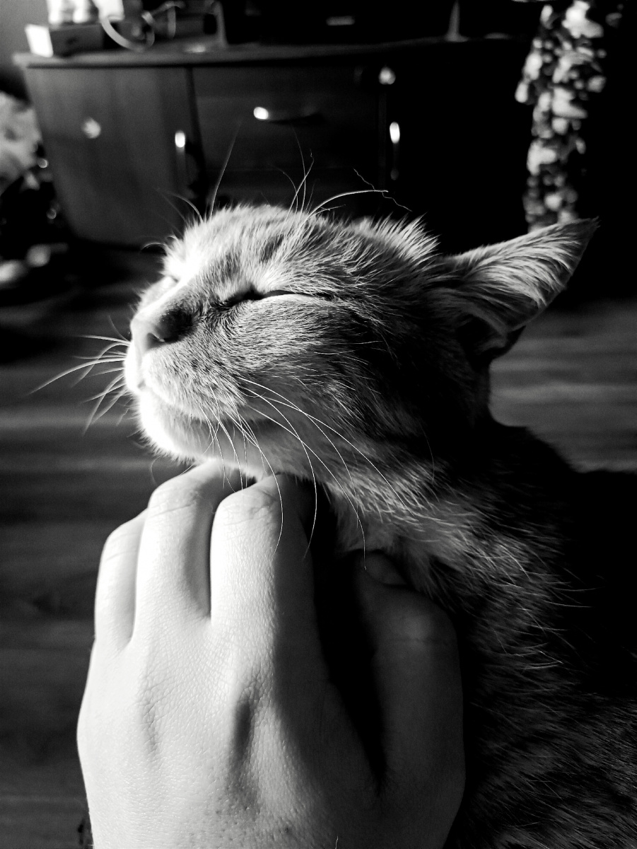 Котофото