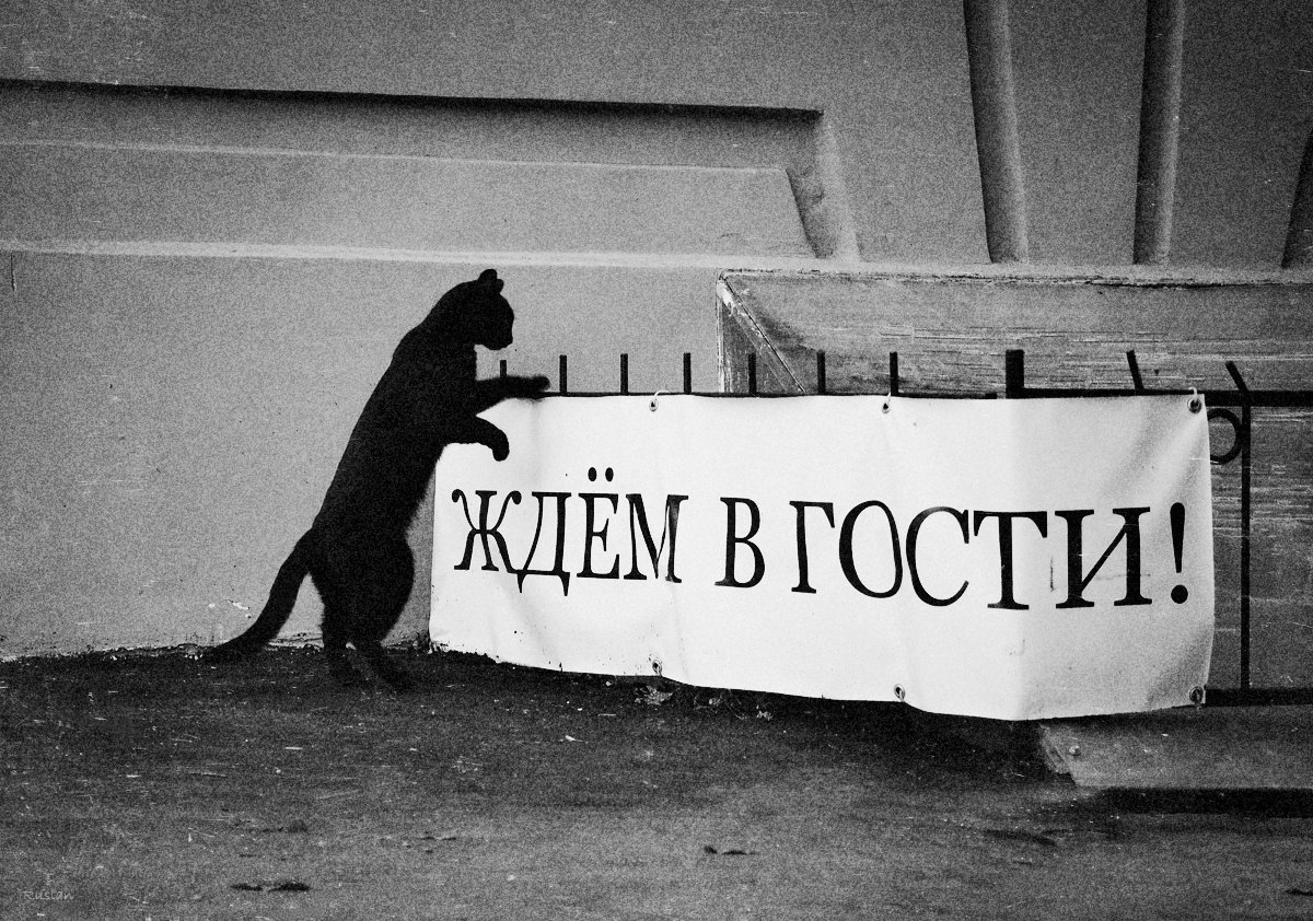 нежданный гость.....