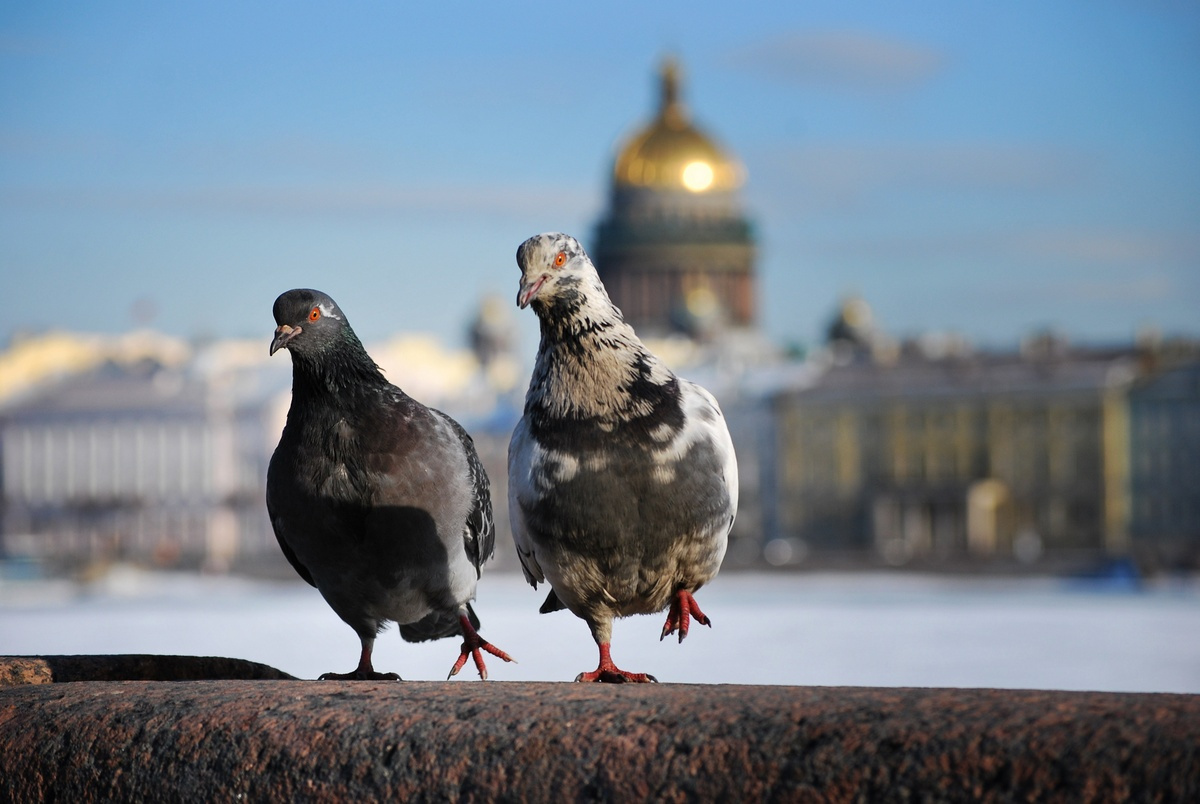 дамы приглашают кавалеров _*