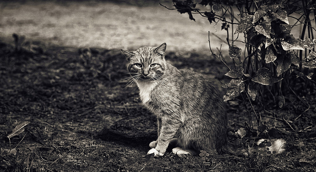 котик