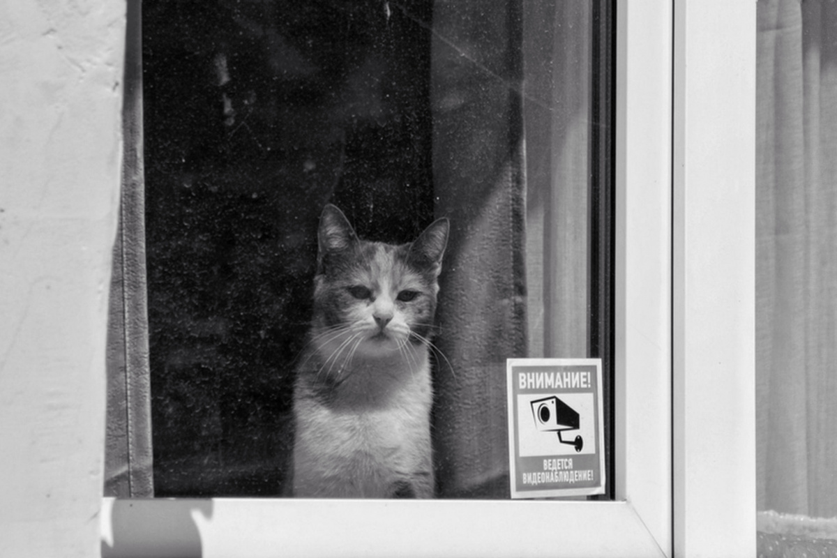 Внимание! Ведётся котонаблюдение!