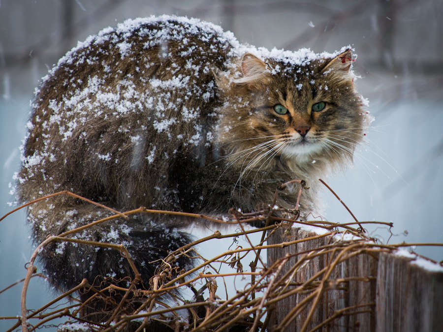 Кот
