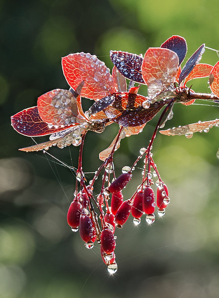 ***