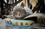 Культурные коты живут в культурных столицах___