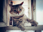 форточник