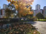 Клен